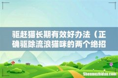 正确驱除流浪猫咪的两个绝招 驱赶猫长期有效好办法