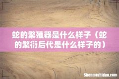 蛇的繁衍后代是什么样子的 蛇的繁殖器是什么样子