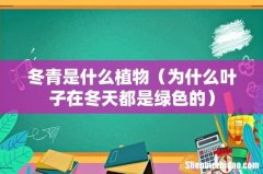 为什么叶子在冬天都是绿色的 冬青是什么植物