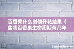 盆栽百香果生命周期有几年 百香果什么时候开花结果