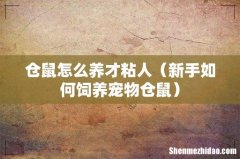 新手如何饲养宠物仓鼠 仓鼠怎么养才粘人