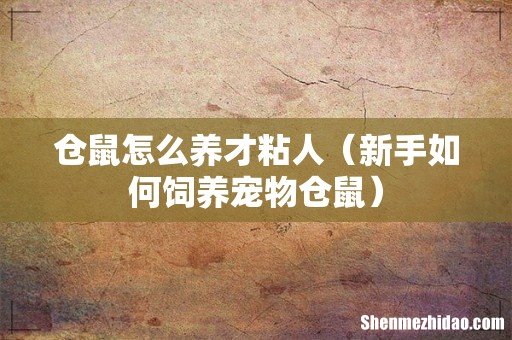 新手如何饲养宠物仓鼠 仓鼠怎么养才粘人