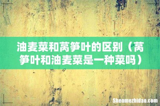 莴笋叶和油麦菜是一种菜吗 油麦菜和莴笋叶的区别