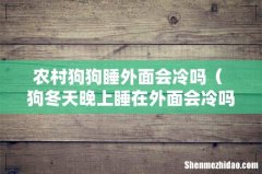狗冬天晚上睡在外面会冷吗 农村狗狗睡外面会冷吗