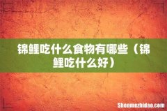 锦鲤吃什么好 锦鲤吃什么食物有哪些