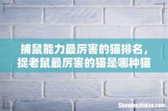 捕鼠能力最厉害的猫排名，捉老鼠最厉害的猫是哪种猫