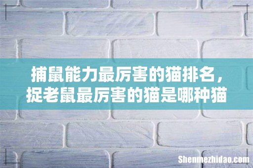 捕鼠能力最厉害的猫排名，捉老鼠最厉害的猫是哪种猫