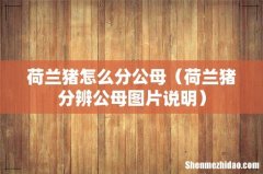 荷兰猪分辨公母图片说明 荷兰猪怎么分公母