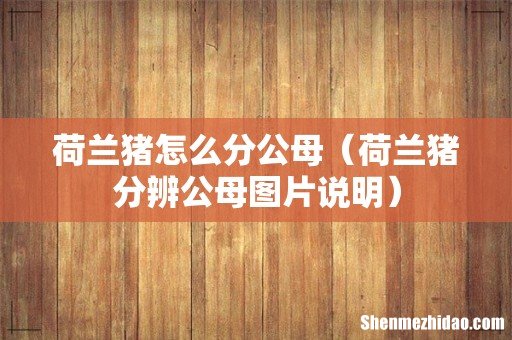 荷兰猪分辨公母图片说明 荷兰猪怎么分公母