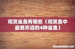 观赏鱼中最受欢迎的4种鲨鱼 观赏鲨鱼有哪些
