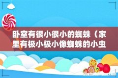 家里有极小极小像蜘蛛的小虫怎么办 卧室有很小很小的蜘蛛