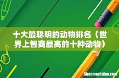 世界上智商最高的十种动物 十大最聪明的动物排名