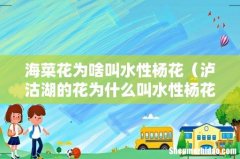泸沽湖的花为什么叫水性杨花 海菜花为啥叫水性杨花