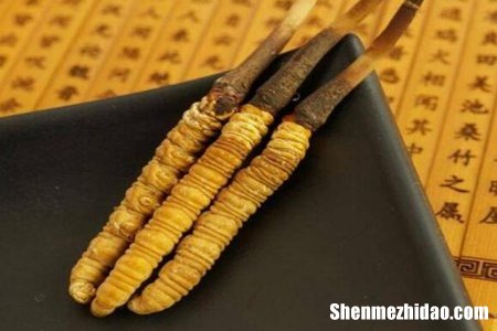 冬虫夏草吃多了会怎么样呢 冬虫夏草一下子吃多了会怎么样?