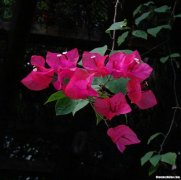 广州雅居乐花怎么样 广州雅居乐花园业主论坛
