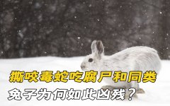什么蛇喜欢吃小兔子 什么蛇喜欢吃小兔子呢