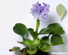 怎么画水葫芦 怎么画水葫芦的简笔画