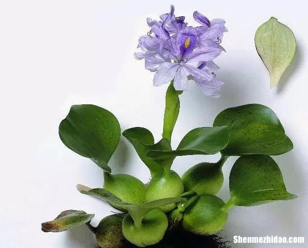 怎么画水葫芦 怎么画水葫芦的简笔画