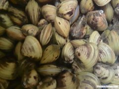 生炒河贝怎么做 生炒河贝怎么做最好吃
