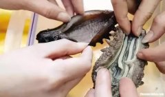 怎么评价海参的好坏 衡量一款海参好坏的主要指标是什么