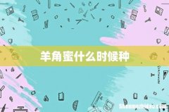 羊角蜜什么时候种
