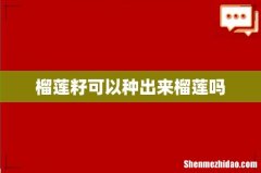 榴莲籽可以种出来榴莲吗