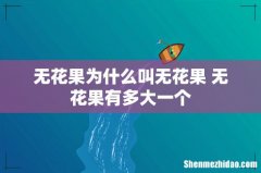 无花果为什么叫无花果 无花果有多大一个
