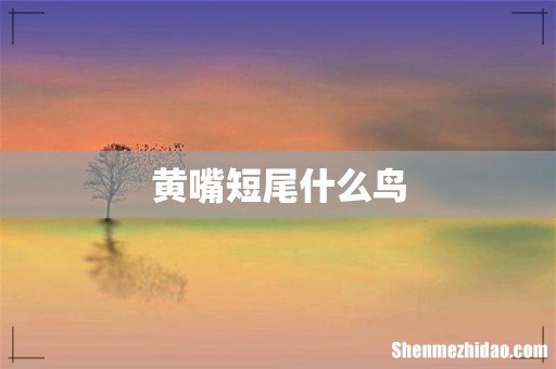 黄嘴短尾什么鸟
