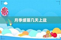 月季缓苗几天上盆