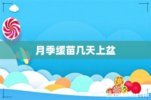 月季缓苗几天上盆