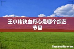 王小玮铁血丹心是哪个综艺节目