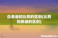 比熊和泰迪的区别 白泰迪和比熊的区别