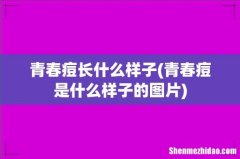 青春痘是什么样子的图片 青春痘长什么样子