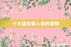 十大适合懒人养的宠物