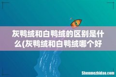 灰鸭绒和白鸭绒哪个好 灰鸭绒和白鸭绒的区别是什么