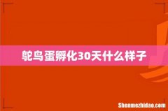 鸵鸟蛋孵化30天什么样子