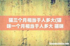 猫咪一个月相当于人多大 猫咪一个月相当于人类多少岁 猫三个月相当于人多大
