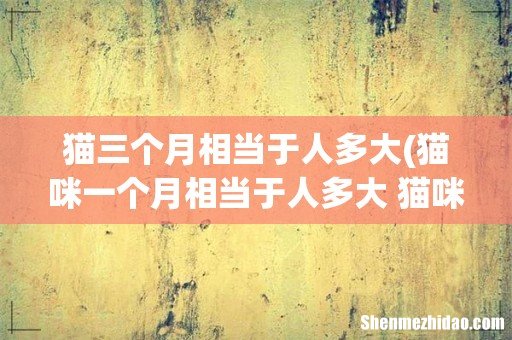 猫咪一个月相当于人多大 猫咪一个月相当于人类多少岁 猫三个月相当于人多大