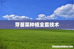 芽苗菜种植全套技术