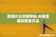 莲藕什么时候种植 种植莲藕的简单方法