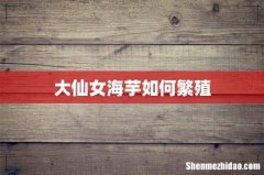 大仙女海芋如何繁殖