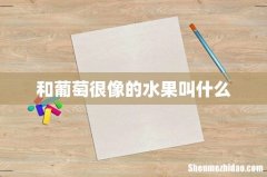 和葡萄很像的水果叫什么