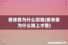 夜来香为什么晚上才香 夜来香为什么招鬼