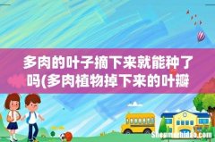 多肉植物掉下来的叶瓣怎样重新种植 多肉的叶子摘下来就能种了吗