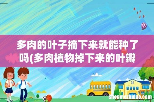 多肉植物掉下来的叶瓣怎样重新种植 多肉的叶子摘下来就能种了吗