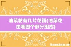油菜花由哪四个部分组成 油菜花有几片花瓣