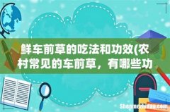 农村常见的车前草，有哪些功效与禁忌呢？ 鲜车前草的吃法和功效