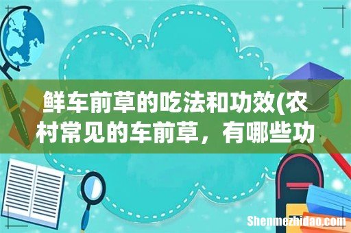 农村常见的车前草,有哪些功效与禁忌呢? 鲜车前草的吃法和功效