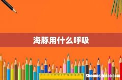 海豚用什么呼吸