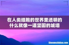 在人类细胞的世界里透明的什么就像一道坚固的城墙